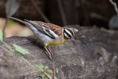 Bunting, Golden-breasted 