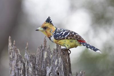 Barbet,Crested 