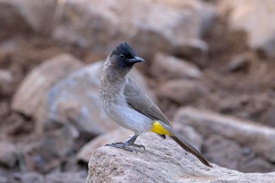Bulbul,Dark-capped