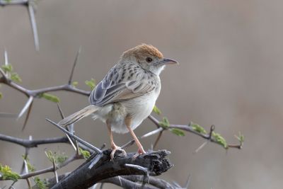 Cisticola,Rattling 
