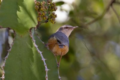 Crombec, Long-billed 