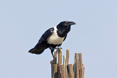 Crow,Pied 