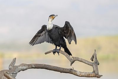 Cormorant, White-breasted 