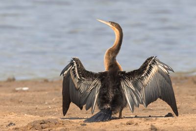 Darter,African