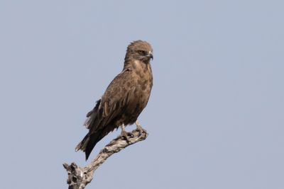 Eagle,Brown Snake 