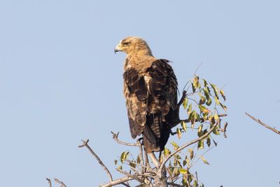 Eagle,Tawny