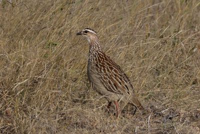 Francolin,Crested