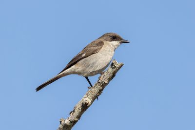 Flycatcher,Fiscal 
