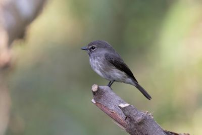 Flycatcher,African Dusky 