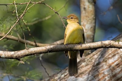 Greenbul,Yellow-bellied 