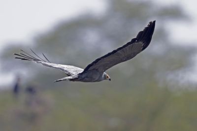 African Harrier-hawk    South Africa