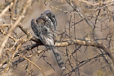Hornbill,African Grey 
