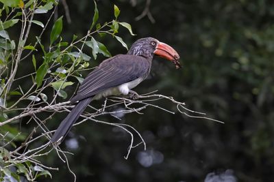 Hornbill,Crowned 