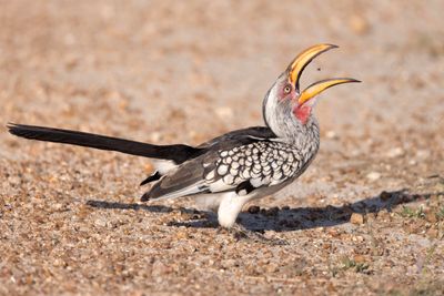 Hornbill, Southern Yellow-billed 