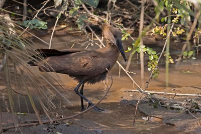 Hammerkop 