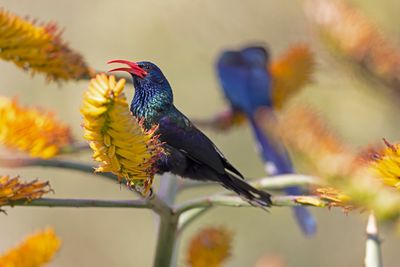 Wood-hoopoe, Green