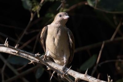 Honeyguide,Lesser 