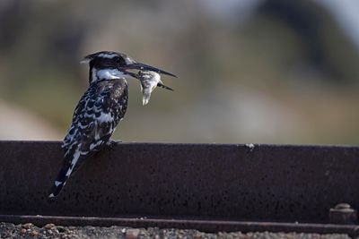 Kingfisher,Pied