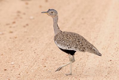 Korhaan,Red-crested