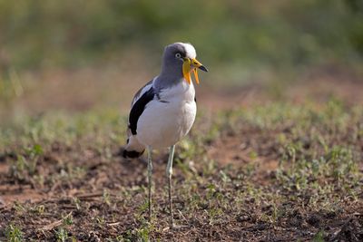 Lapwing,White-crowned 