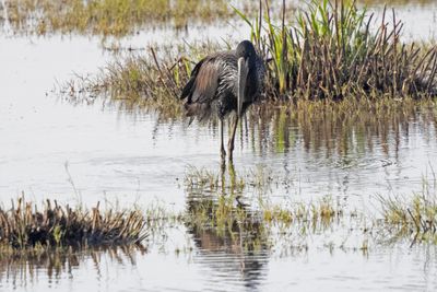 African Openbill   South Africa