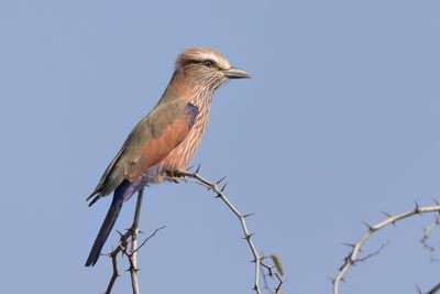 Roller,Purple