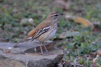 Robin,White-browed Scrub 