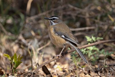 Robin ,Bearded Scrub 