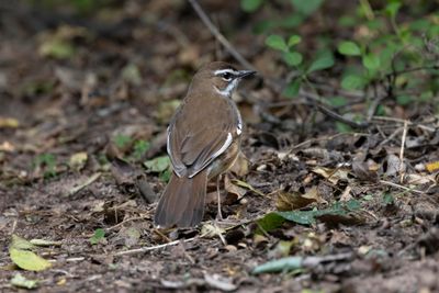 Robin,Brown Scrub 