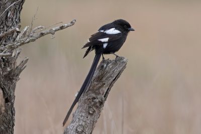 Shrike,Magpie 