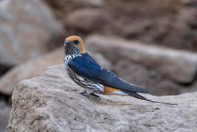 Swallow,Lesser Striped 