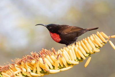 Sunbird,Scarlet-chested 