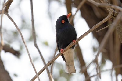 Helmet-Shrike,Retz's 