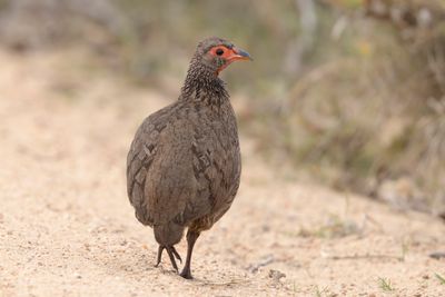 Spurfowl,Swainson's 