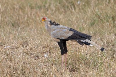Secretary Bird.