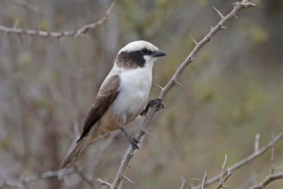 Shrike, Southern White-crowned 
