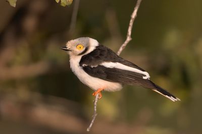Helmet-shrike, White-crested