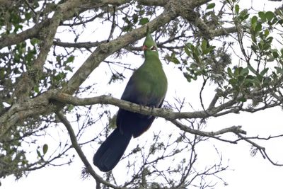 Turaco,Livingston's 