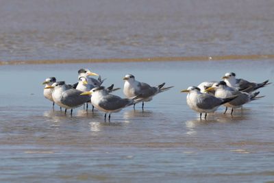 Tern,Swift 