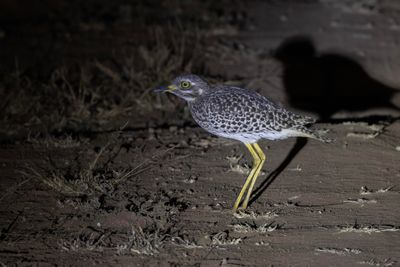 Thick-knee,Spotted 