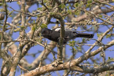 Tit,Southern Black 