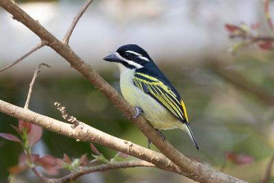 Tinkerbird, Yellow-rumped