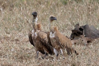 Vulture,White-backed 