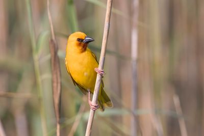 Weaver, Southern Brown-throated 