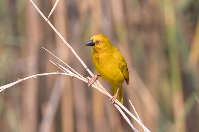  Weaver,Yellow 
