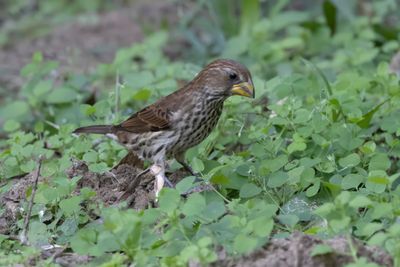 Thick-billed Weaver.    South Africa