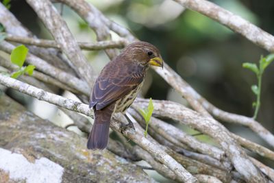 Weaver,Thick-billed 