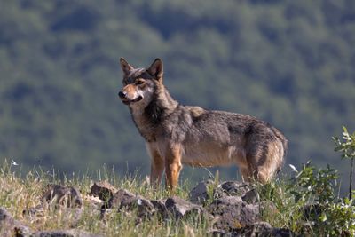Wolf,Eurasian 