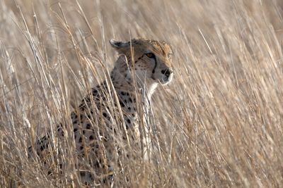 Cheetah