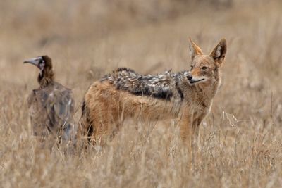 Jackal, Black-backed 